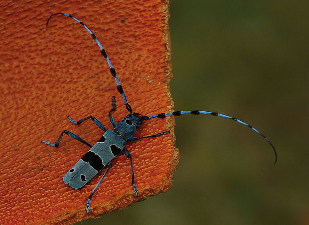 fúzač alpsky Rosalia alpina