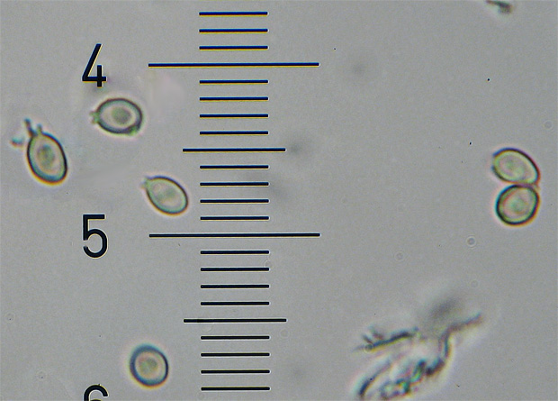 stopkovec hladkovýtrusný Tulostoma fulvellum Bres.