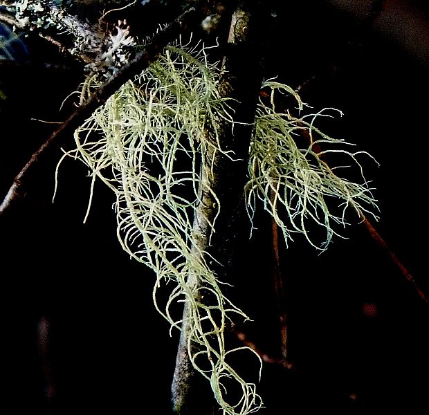 bradatec Usnea sp.