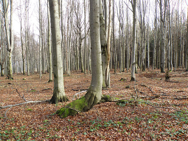 biotop Clavariadelphus ligula