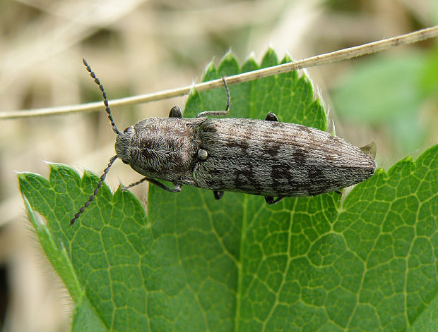 kováčik / kovařík mlhový Actenicerus siaelandicus Müller, 1764