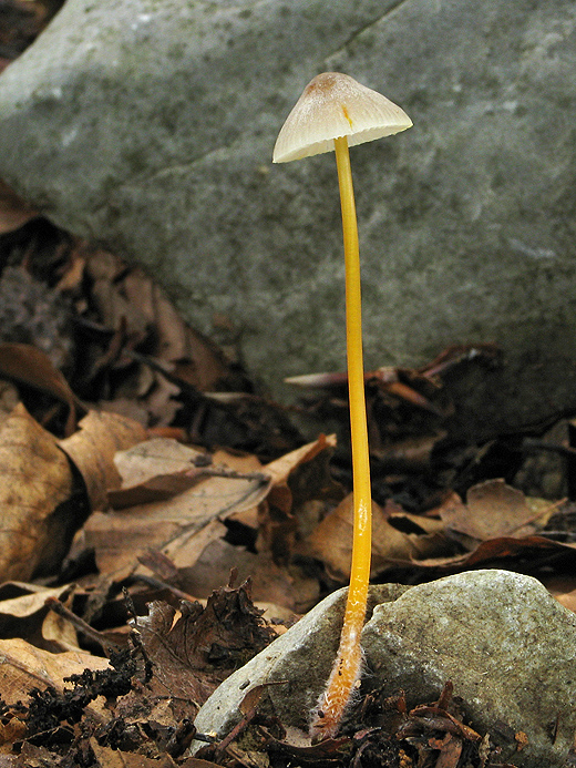 prilbička šafranová Mycena crocata (Schrad.) P. Kumm.