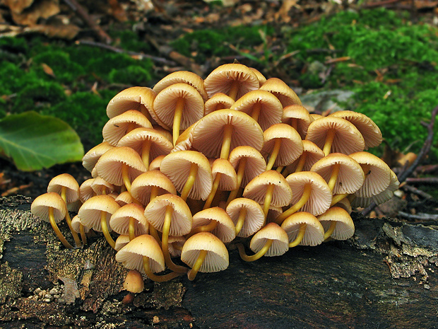 prilbička žltohlúbiková Mycena renati Quél.