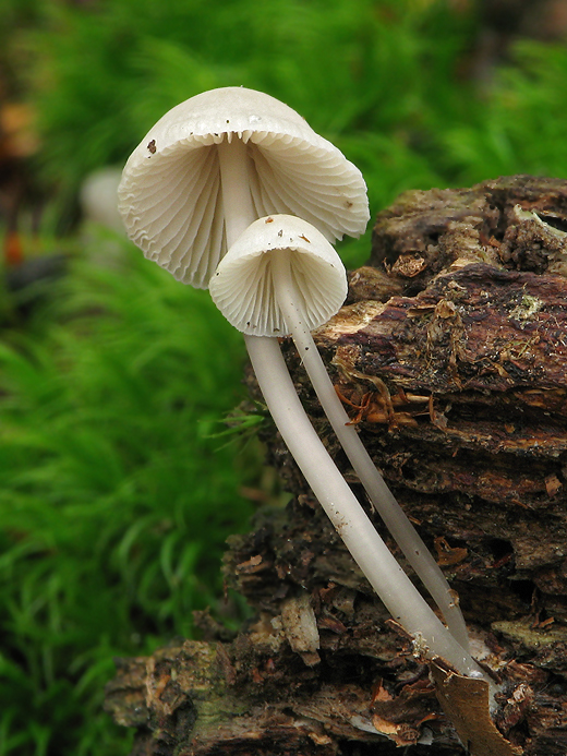 prilbička Mycena sp.