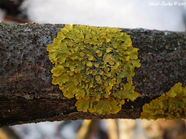 diskovník múrový Xanthoria parietina var. parietina