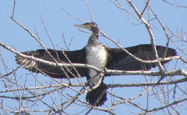 kormoran