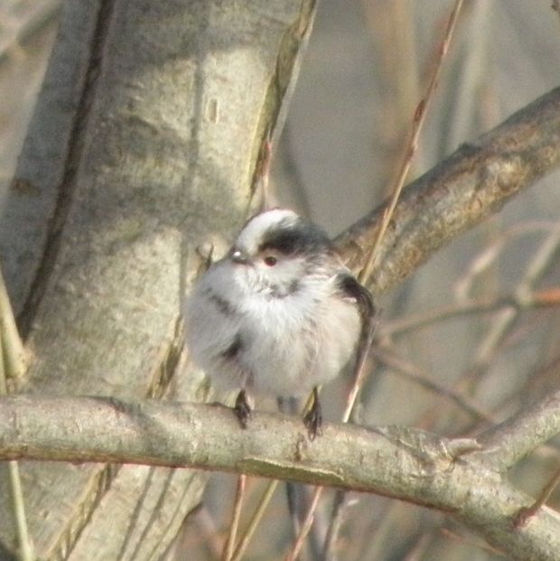 mlynárka dlhochvostá Aegithalos caudatus