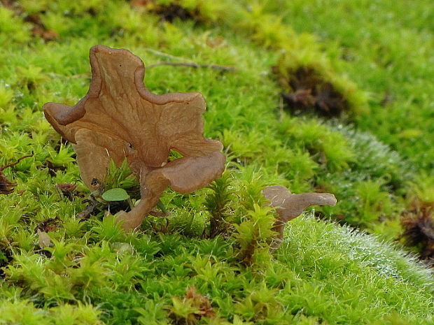 rebrovička Arrhenia sp.