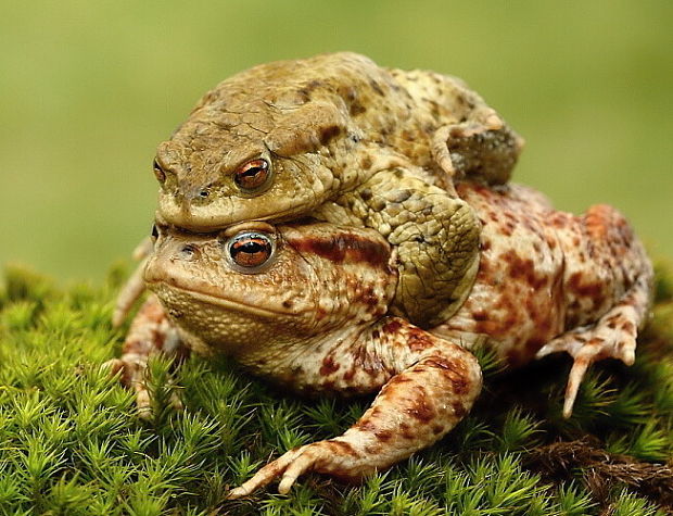 ropucha bradavičnatá Bufo bufo