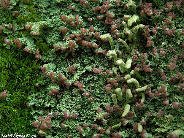 dutohlávka pažitovitá Cladonia caespiticia