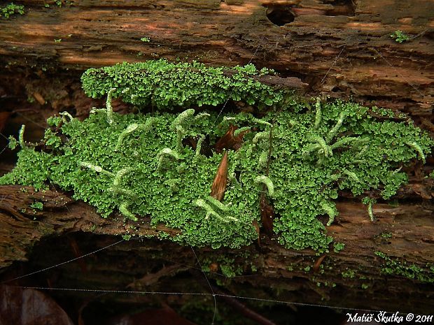 dutohlávka končistá Cladonia coniocraea auct. non (Flörke) Spreng.