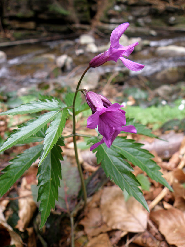 zubačka žliazkatá Dentaria glandulosa Waldst. et Kit. ex Willd.