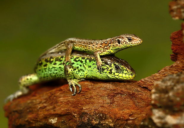 jašterica krátkohlavá Lacerta agilis