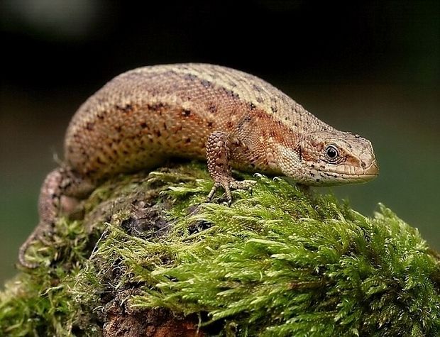 jašterica živorodá Lacerta vivipara