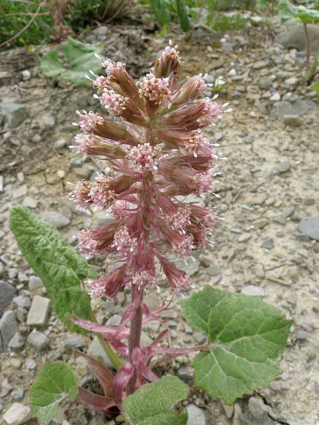 deväťsil lekársky Petasites hybridus (L.) P. Gaertn., B. Mey. et Scherb.