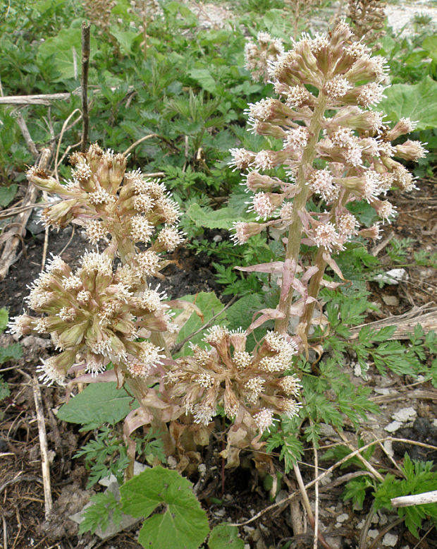 deväťsil lekársky Petasites hybridus (L.) P. Gaertn., B. Mey. et Scherb.