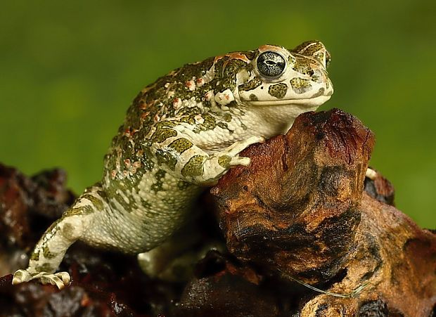 ropucha zelená Pseudepidalea viridis