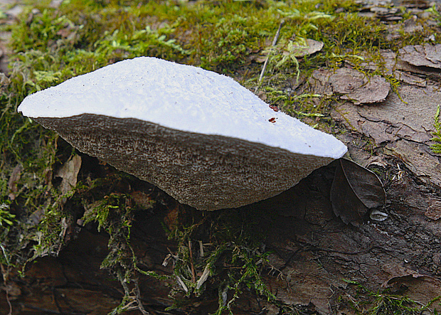 trúdnikovec hrbatý Trametes gibbosa (Pers.) Fr.