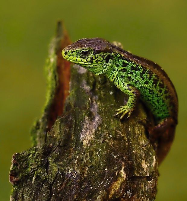 jašterica krátkohlavá lacerta agilis