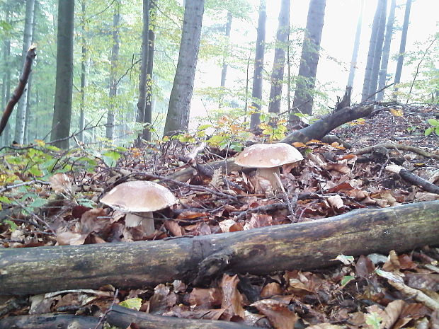 hríb dubový Boletus reticulatus Schaeff.