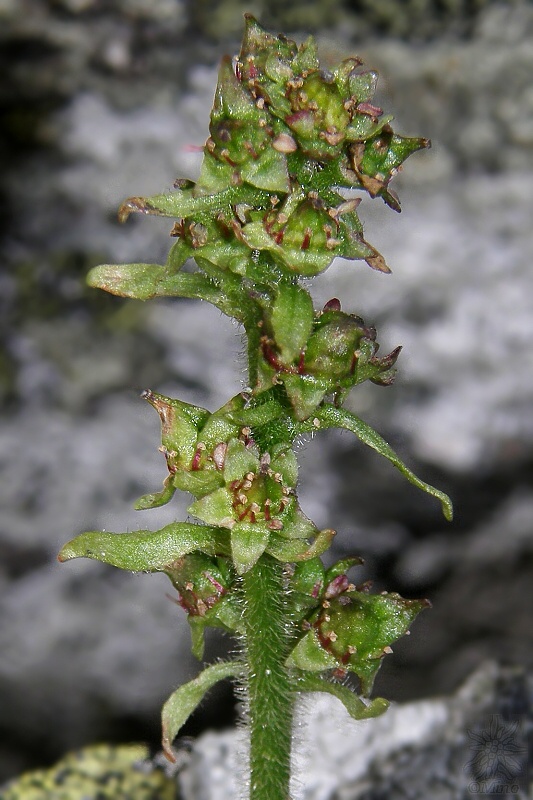 lomikameň jastrabníkolistý Saxifraga hieraciifolia Waldst. et Kit. ex Willd.