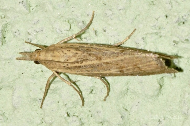 trávovec suchomilný Agriphila  cf. geniculea