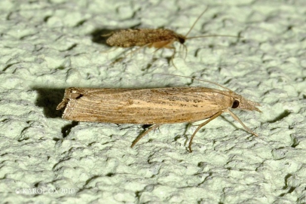 trávovec suchomilný Agriphila cf. geniculea