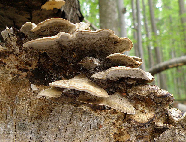 sivopórovka tmavá Bjerkandera adusta (Willd.) P. Karst.