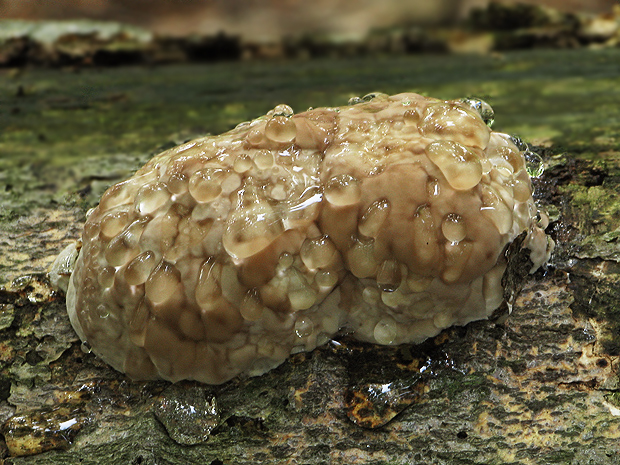 práchnovček pásikavý Fomitopsis pinicola (Sw.) P. Karst.