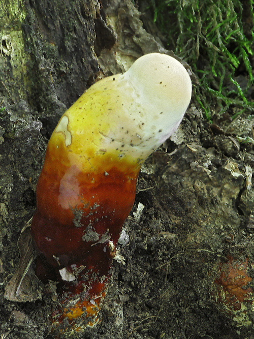 lesklokôrovka obyčajná Ganoderma lucidum (Curtis) P. Karst.