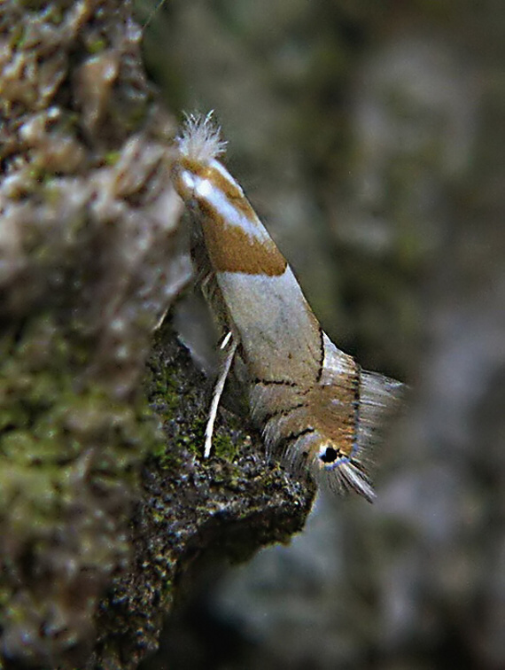 ploskáčik dubinový Phyllonorycter roboris