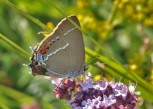 ostrôžkár trnkový Satyrium spini