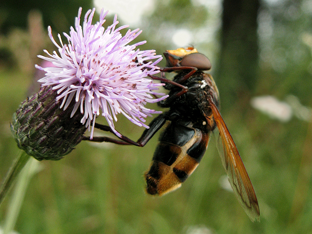 pestrica sršňovitá Volucella zonaria