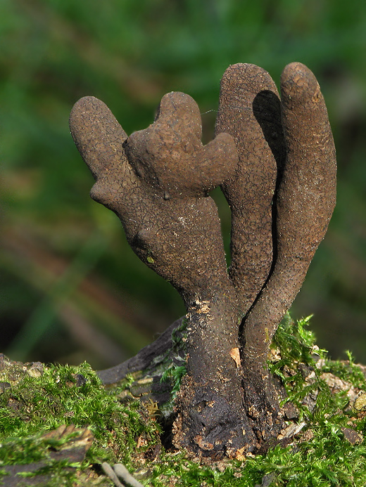 drevnatec kyjakovitý Xylaria polymorpha (Pers.) Grev.