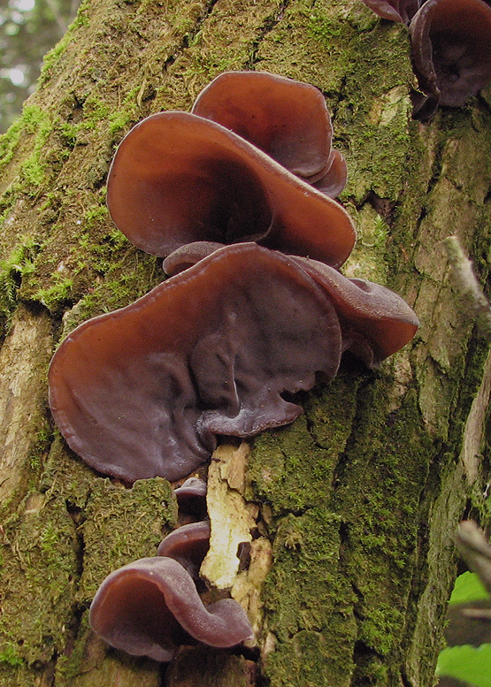 uchovec bazový Auricularia auricula-judae (Bull.) Quél.