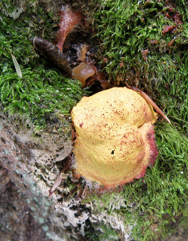 slizovka Myxomycetes