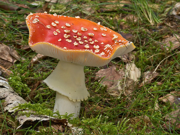 muchotrávka červená Amanita muscaria (L.) Lam.