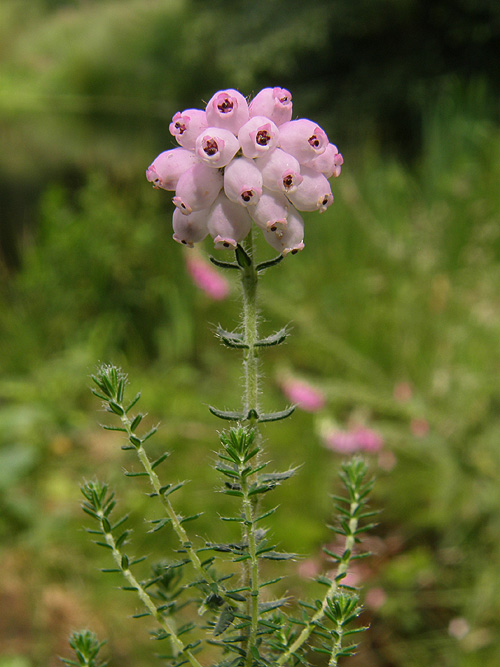 vresovec Erica tetralix L.