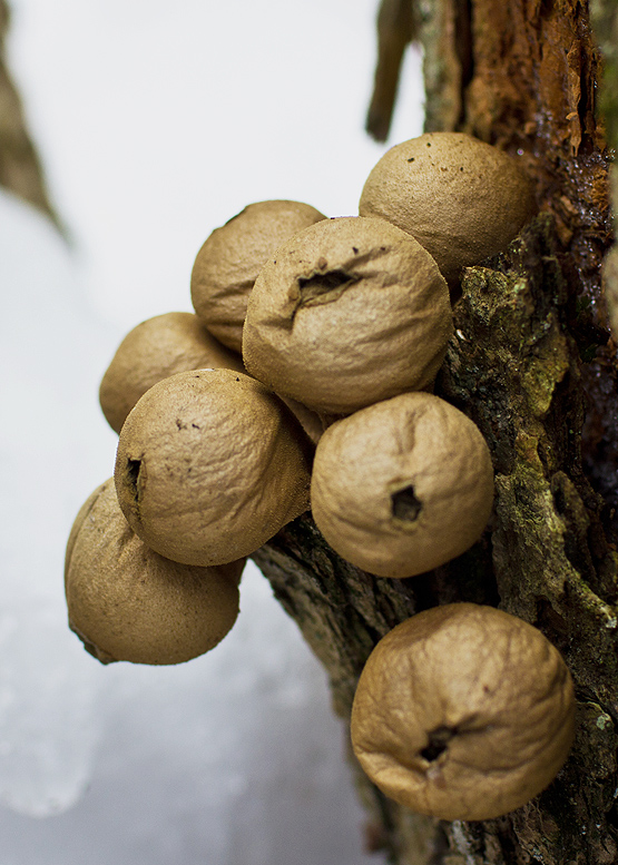 prášnica hruškovitá Lycoperdon pyriforme Schaeff.