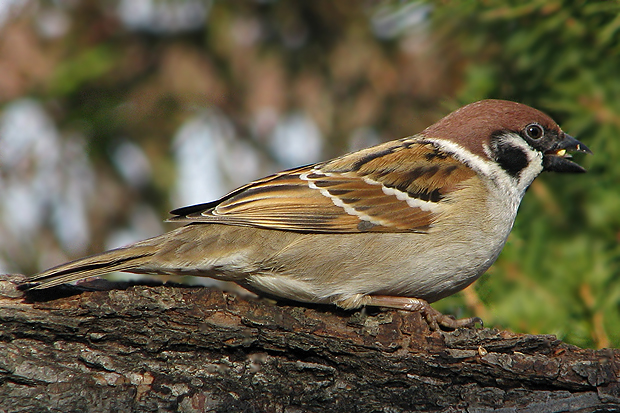 vrabec poľný  Passer montanus