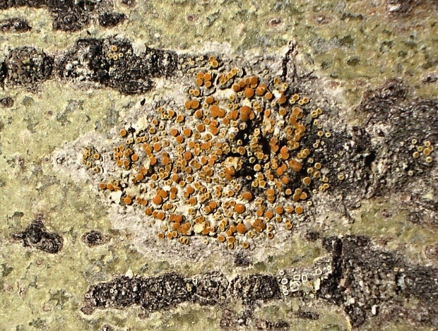 krásnica   /   krásnice oranžová Athallia pyracea (Hoffm.) Arup, Frödén & Søchting