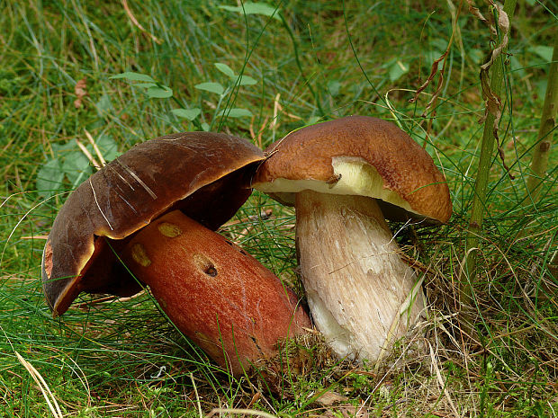 hríb smrekový Boletus edulis Bull.