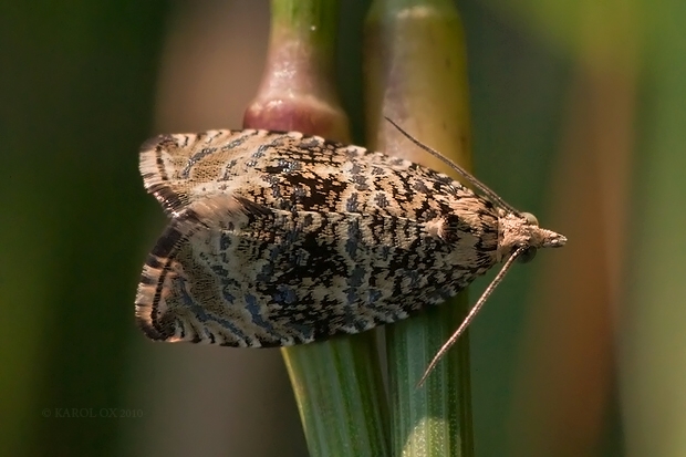 obaľovač kalužinový Celypha lacunana