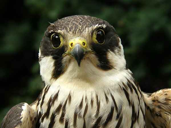 ostříž lesní Falco subbuteo