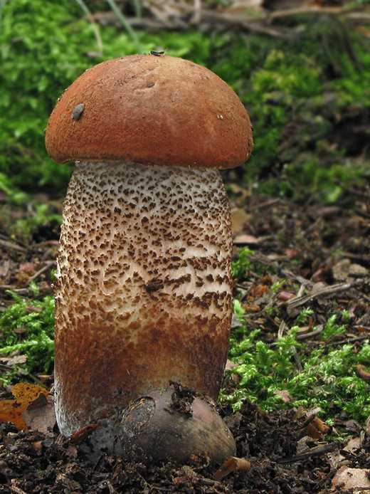 kozák dubový Leccinum aurantiacum (Bull.) Gray