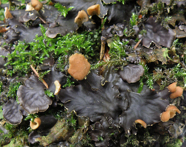 štítnatec Peltigera sp.