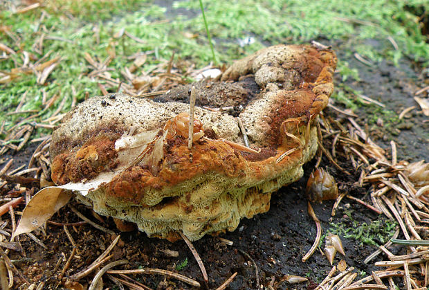 hnedák Schweinitzov Phaeolus schweinitzii (Fr.) Pat.