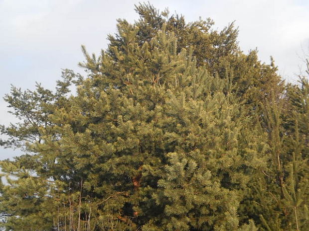 borovica lesná Pinus sylvestris L.