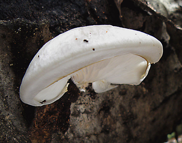 hliva závojová Pleurotus calyptratus (Lindblad ex Fr.) Sacc.