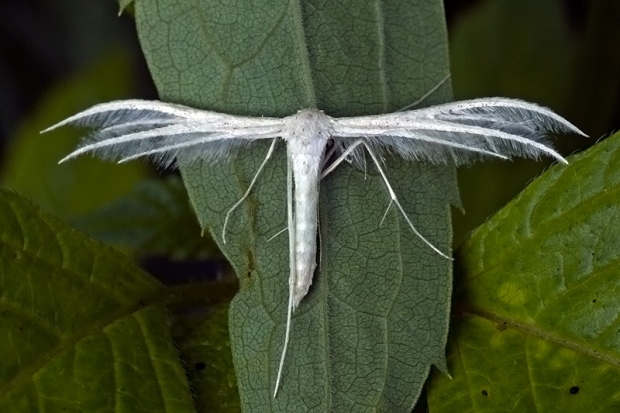 pierkavec povojový Pterophorus pentadactyla